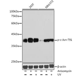 Western Blot - Anti-c-Jun (phospho Thr91) Antibody (A308991) - Antibodies.com