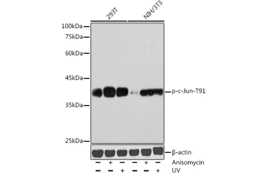 Western Blot - Anti-c-Jun (phospho Thr91) Antibody (A308991) - Antibodies.com