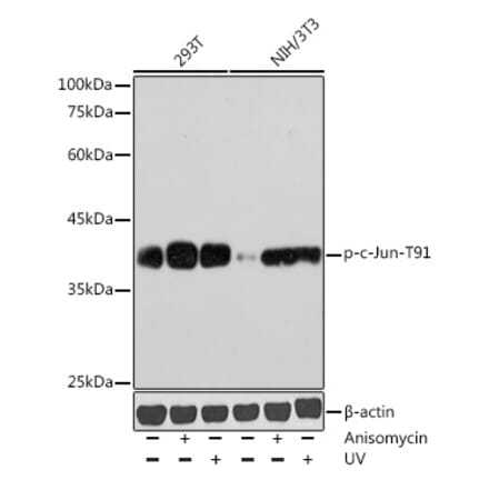 Western Blot - Anti-c-Jun (phospho Thr91) Antibody (A308991) - Antibodies.com