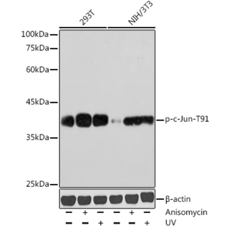 Western Blot - Anti-c-Jun (phospho Thr91) Antibody (A308991) - Antibodies.com