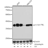 Western Blot - Anti-c-Jun (phospho Thr91) Antibody (A308991) - Antibodies.com