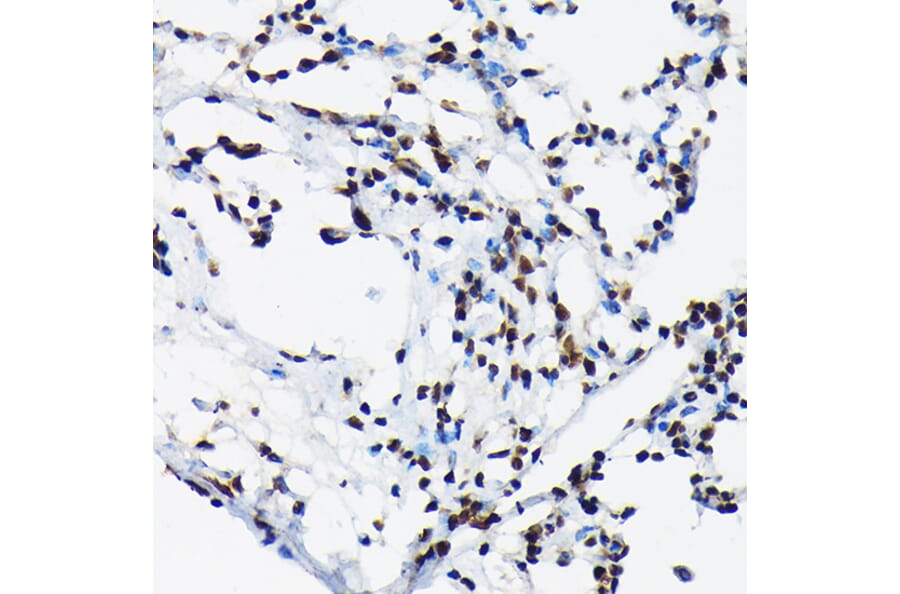 Immunohistochemistry - Anti-c-Jun (phospho Thr91) Antibody (A308991) - Antibodies.com