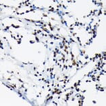 Immunohistochemistry - Anti-c-Jun (phospho Thr91) Antibody (A308991) - Antibodies.com