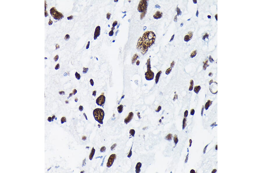 Immunohistochemistry - Anti-c-Jun (phospho Thr91) Antibody (A308991) - Antibodies.com