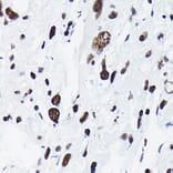 Immunohistochemistry - Anti-c-Jun (phospho Thr91) Antibody (A308991) - Antibodies.com