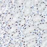 Immunohistochemistry - Anti-c-Jun (phospho Thr91) Antibody (A308991) - Antibodies.com