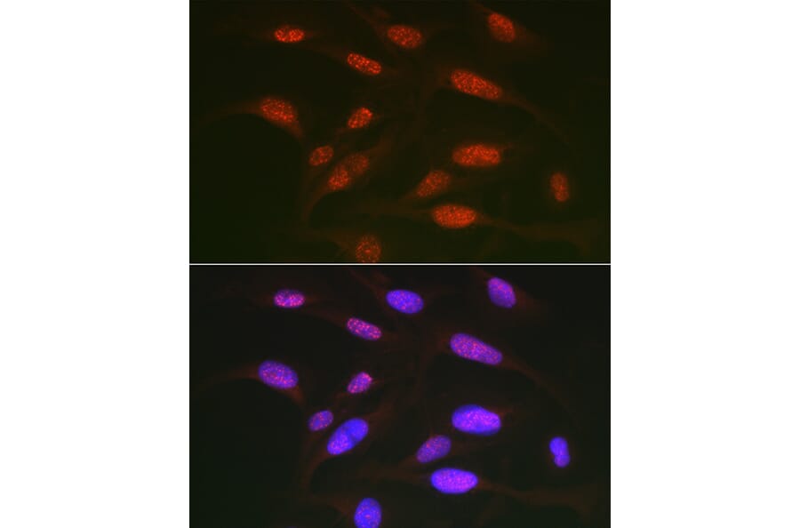 Immunofluorescence - Anti-c-Jun (phospho Thr91) Antibody (A308991) - Antibodies.com