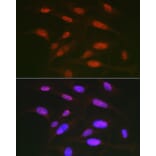 Immunofluorescence - Anti-c-Jun (phospho Thr91) Antibody (A308991) - Antibodies.com