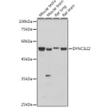 Western Blot - Anti-DYNC1LI2/LIC2 Antibody (A308992) - Antibodies.com