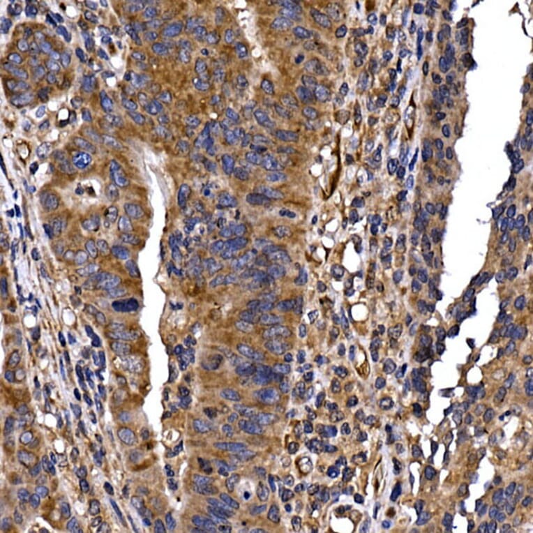 Immunohistochemistry - Anti-DYNC1LI2/LIC2 Antibody (A308992) - Antibodies.com
