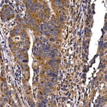 Immunohistochemistry - Anti-DYNC1LI2/LIC2 Antibody (A308992) - Antibodies.com