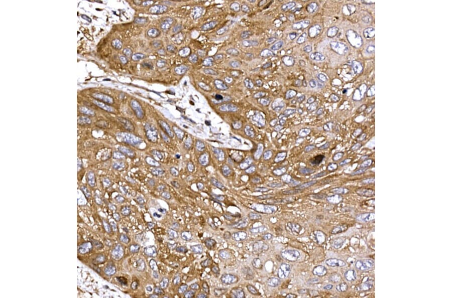 Immunohistochemistry - Anti-DYNC1LI2/LIC2 Antibody (A308992) - Antibodies.com