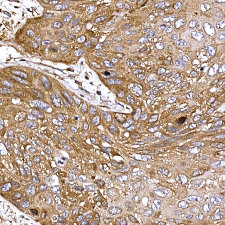 Immunohistochemistry - Anti-DYNC1LI2/LIC2 Antibody (A308992) - Antibodies.com