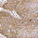 Immunohistochemistry - Anti-DYNC1LI2/LIC2 Antibody (A308992) - Antibodies.com