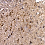 Immunohistochemistry - Anti-DYNC1LI2/LIC2 Antibody (A308992) - Antibodies.com