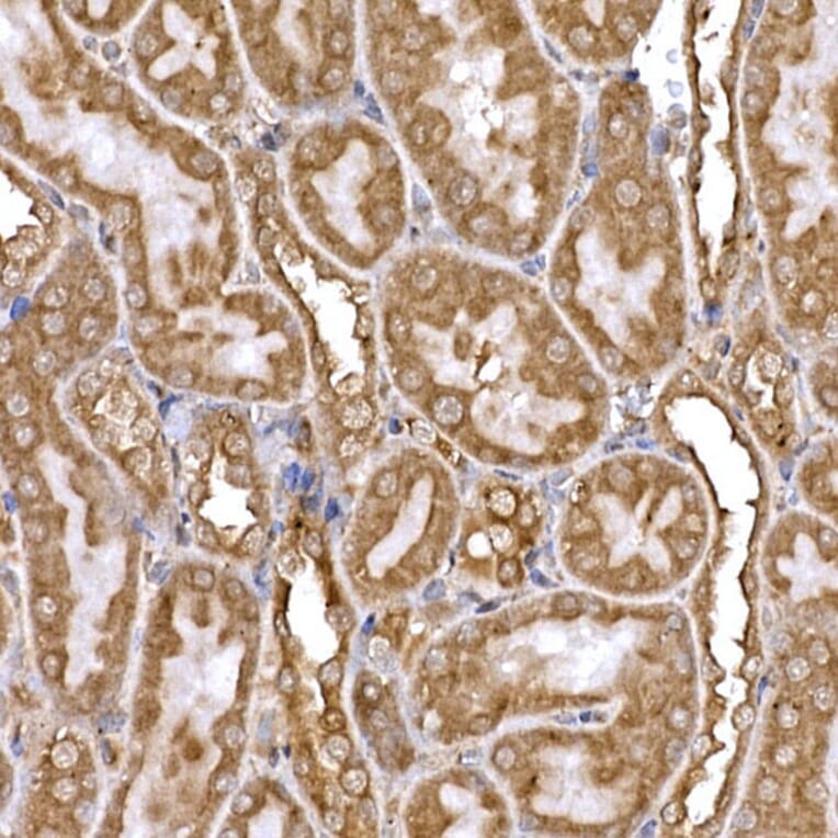 Immunohistochemistry - Anti-DYNC1LI2/LIC2 Antibody (A308992) - Antibodies.com