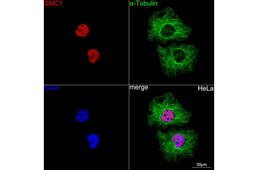Immunofluorescence - Anti-SMC1A Antibody [ARC1095] (A308993) - Antibodies.com