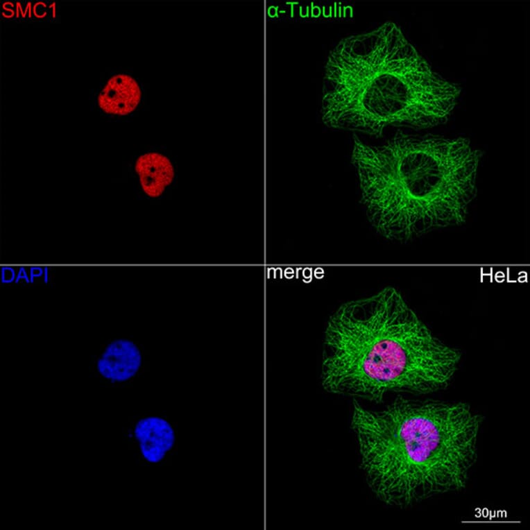 Immunofluorescence - Anti-SMC1A Antibody [ARC1095] (A308993) - Antibodies.com