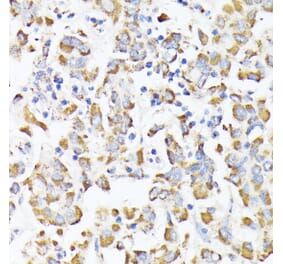 Immunohistochemistry - Anti-RHOG Antibody (A308998) - Antibodies.com