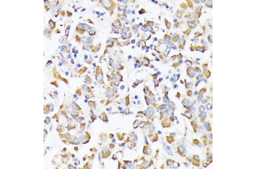 Immunohistochemistry - Anti-RHOG Antibody (A308998) - Antibodies.com