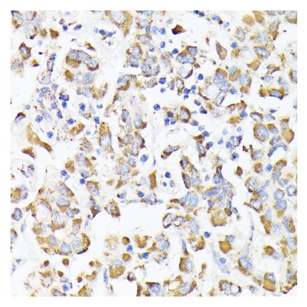 Immunohistochemistry - Anti-RHOG Antibody (A308998) - Antibodies.com