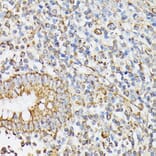 Immunohistochemistry - Anti-RHOG Antibody (A308998) - Antibodies.com