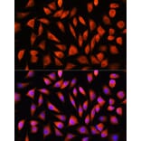 Immunofluorescence - Anti-RHOG Antibody (A308998) - Antibodies.com