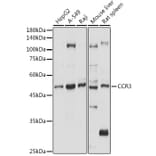 Western Blot - Anti-CCR3 Antibody (A309001) - Antibodies.com