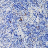 Immunohistochemistry - Anti-CCR3 Antibody (A309001) - Antibodies.com