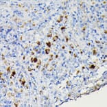 Immunohistochemistry - Anti-CCR3 Antibody (A309001) - Antibodies.com