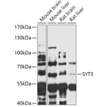 Western Blot - Anti-Synaptotagmin Antibody (A309002) - Antibodies.com