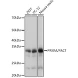 Western Blot - Anti-PACT (phospho KR activating protein)/PRKRA Antibody [ARC1299] (A309004) - Antibodies.com