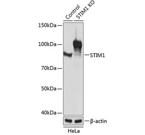 Western Blot - Anti-Stromal interaction molecule 1 Antibody (A309008) - Antibodies.com