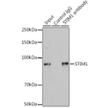 Western Blot - Anti-Stromal interaction molecule 1 Antibody (A309009) - Antibodies.com