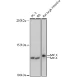 Western Blot - Anti-Myosin light chain kinase/MLCK Antibody [ARC0842] (A309011) - Antibodies.com