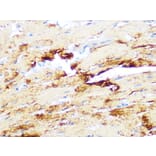 Immunohistochemistry - Anti-Myosin heavy chain Antibody [ARC1170] (A309012) - Antibodies.com