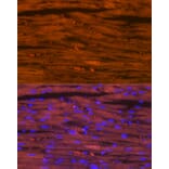 Immunofluorescence - Anti-Myosin heavy chain Antibody [ARC1170] (A309012) - Antibodies.com