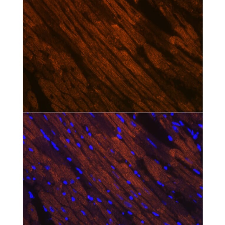 Immunofluorescence - Anti-Myosin heavy chain Antibody [ARC1170] (A309012) - Antibodies.com