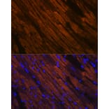 Immunofluorescence - Anti-Myosin heavy chain Antibody [ARC1170] (A309012) - Antibodies.com