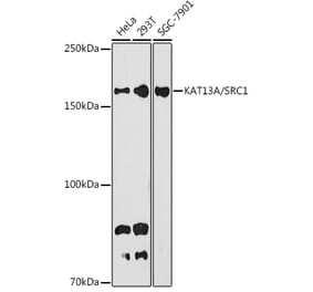 Western Blot - Anti-KAT13A / SRC1 Antibody [ARC1395] (A309015) - Antibodies.com