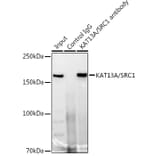 Western Blot - Anti-KAT13A/SRC1 Antibody [ARC1395] (A309015) - Antibodies.com