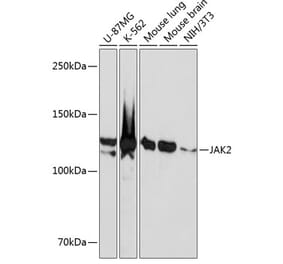 Western Blot - Anti-JAK2 Antibody [ARC0108] (A309016) - Antibodies.com