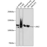 Western Blot - Anti-JAK2 Antibody [ARC0108] (A309016) - Antibodies.com