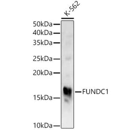 Western Blot - Anti-FUNDC1 Antibody (A309018) - Antibodies.com
