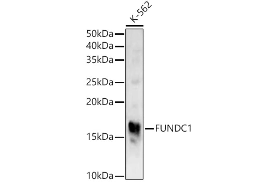 Western Blot - Anti-FUNDC1 Antibody (A309018) - Antibodies.com