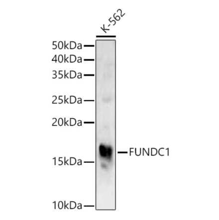 Western Blot - Anti-FUNDC1 Antibody (A309018) - Antibodies.com