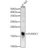 Western Blot - Anti-FUNDC1 Antibody (A309018) - Antibodies.com
