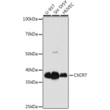 Western Blot - Anti-GPCR RDC1/CXCR-7 Antibody [ARC1374] (A309021) - Antibodies.com
