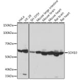 Western Blot - Anti-SOX10 Antibody [ARC1767] (A309022) - Antibodies.com