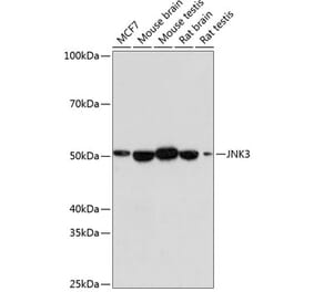 Western Blot - Anti-JNK3 Antibody [ARC0366] (A309026) - Antibodies.com